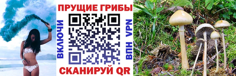 как найти закладки  Новая Усмань  Псилоцибиновые грибы мухоморы 